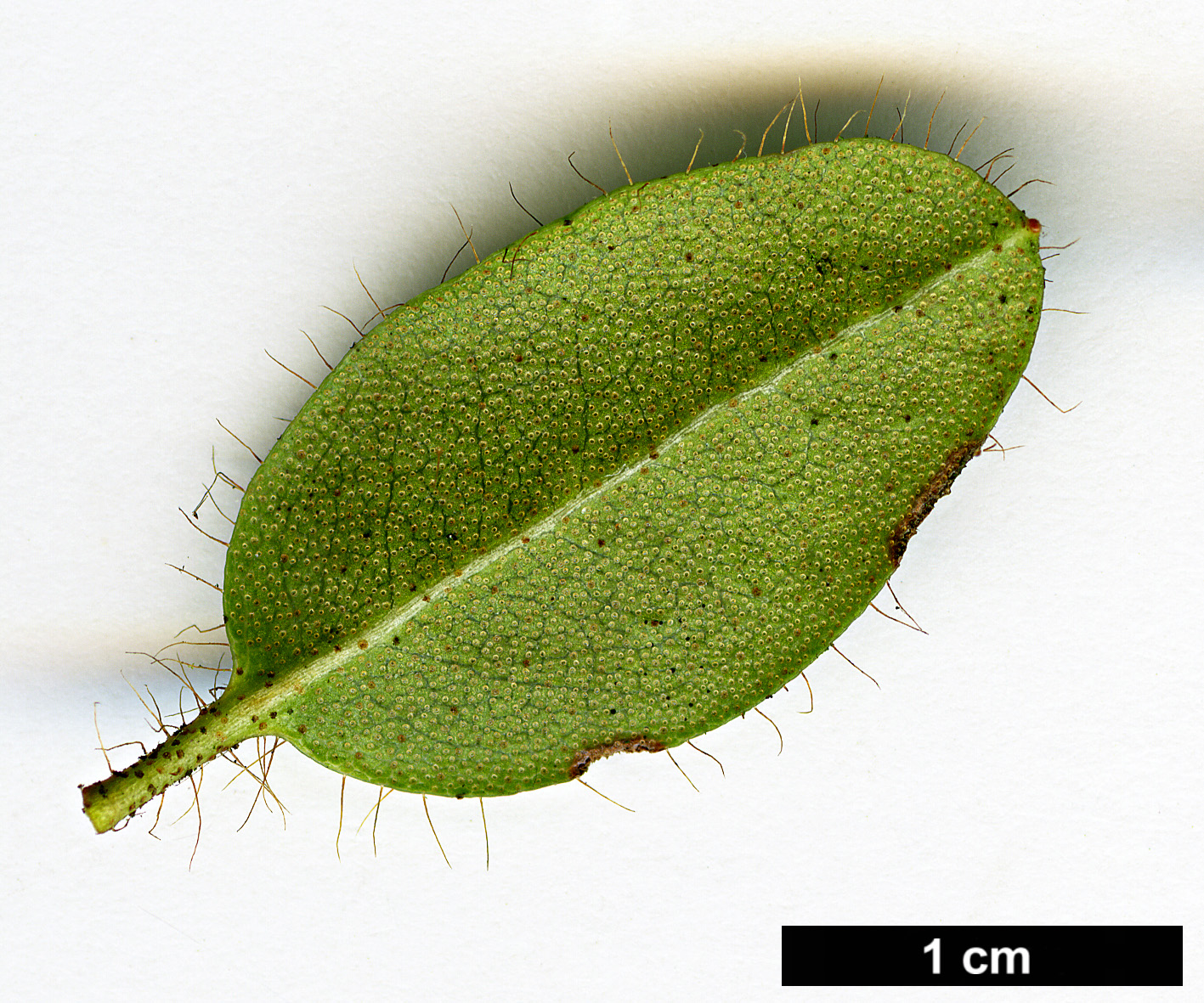 High resolution image: Family: Ericaceae - Genus: Rhododendron - Taxon: dendrocharis